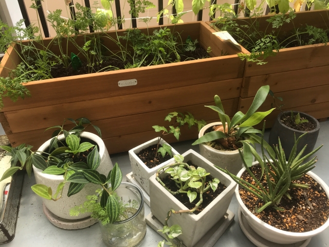 ベランダ菜園
